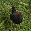 Black-foot Lawn Chicken