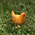 Red Lawn Chicken