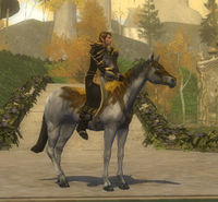 Image of Prized Malledhrim Horse